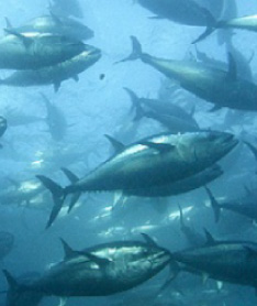 南極オキアミは大型海洋ホ乳類クジラが主食とする完全栄養食